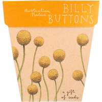A Gift of Seeds - Billy Buttons