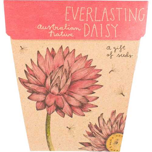 A Gift of Seeds - Everlasting Daisy